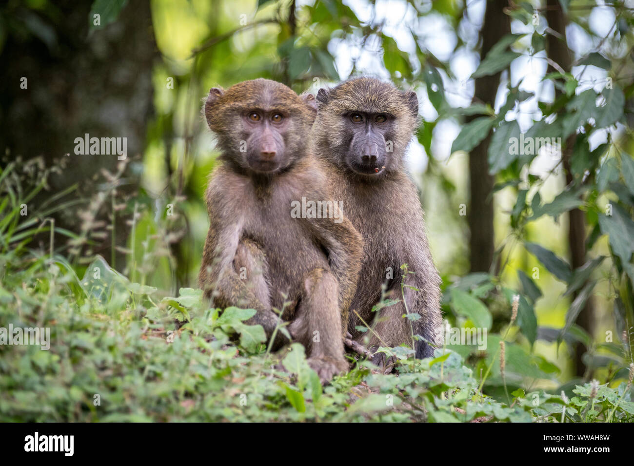 Portrait of two baby olive baboons (Papio anubis) sitting in Bwindi Impenetrable Forest, Uganda Stock Photo