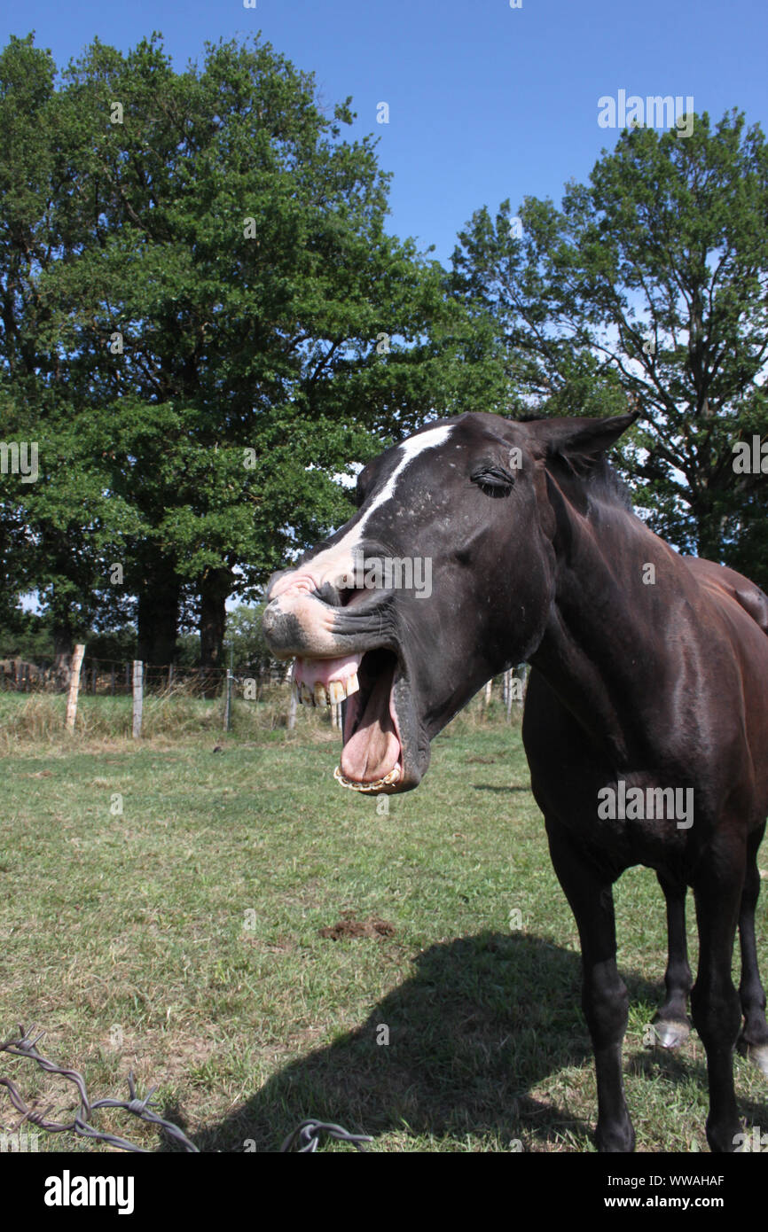 Spanish thoroughbred horse yawning Stock Photo