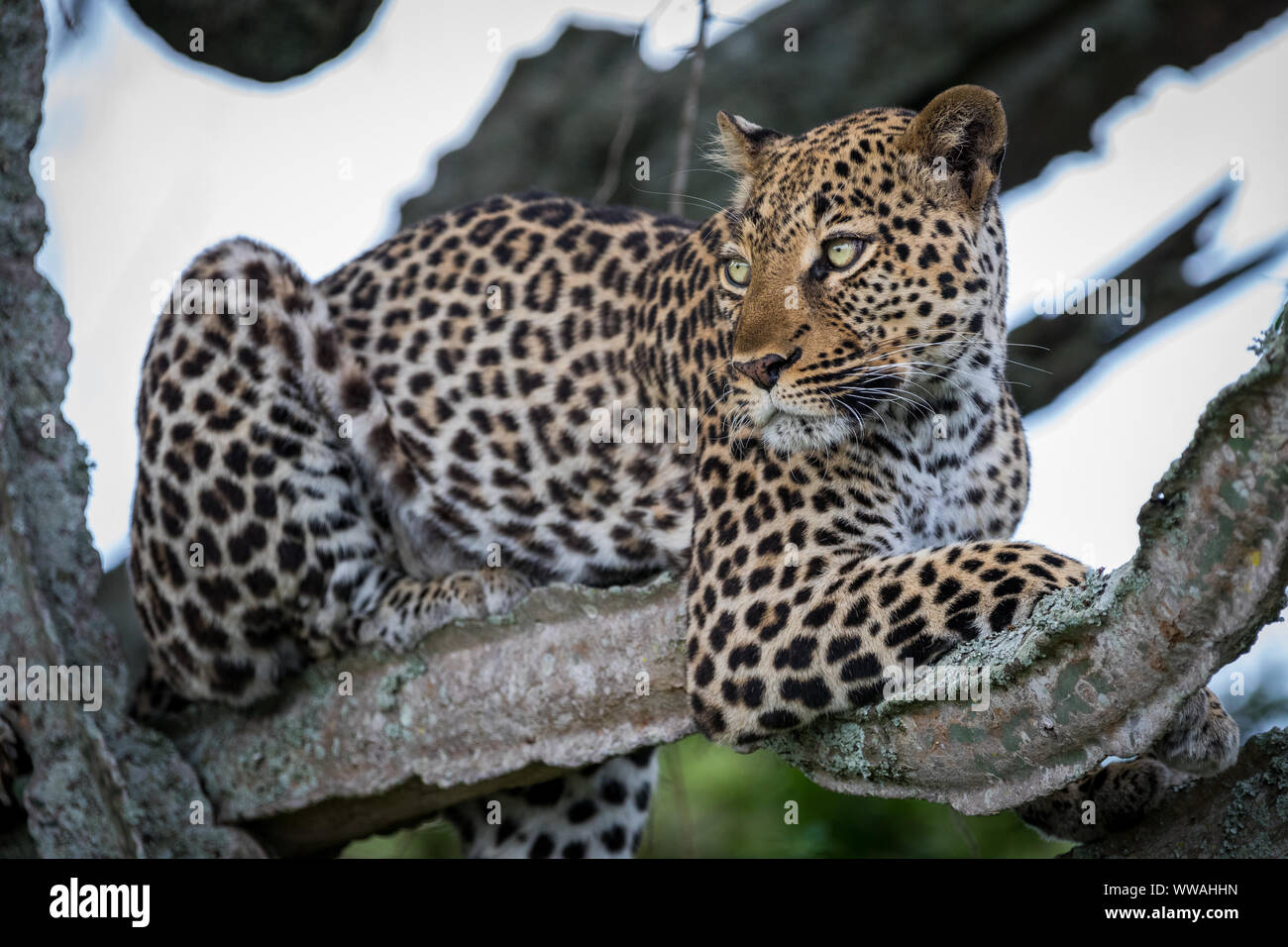 Portrait of female leopard (Panthera pardus) resting on branch, Uganda Stock Photo