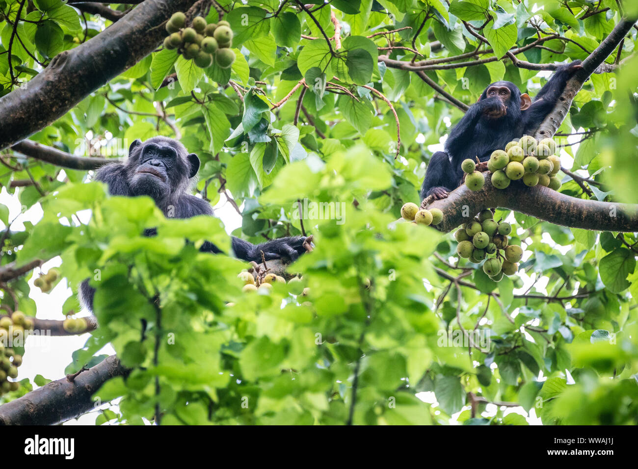 Chimpanzees (Pan troglodytes) eating figs in the treetops in Kibale National Park, Uganda Stock Photo