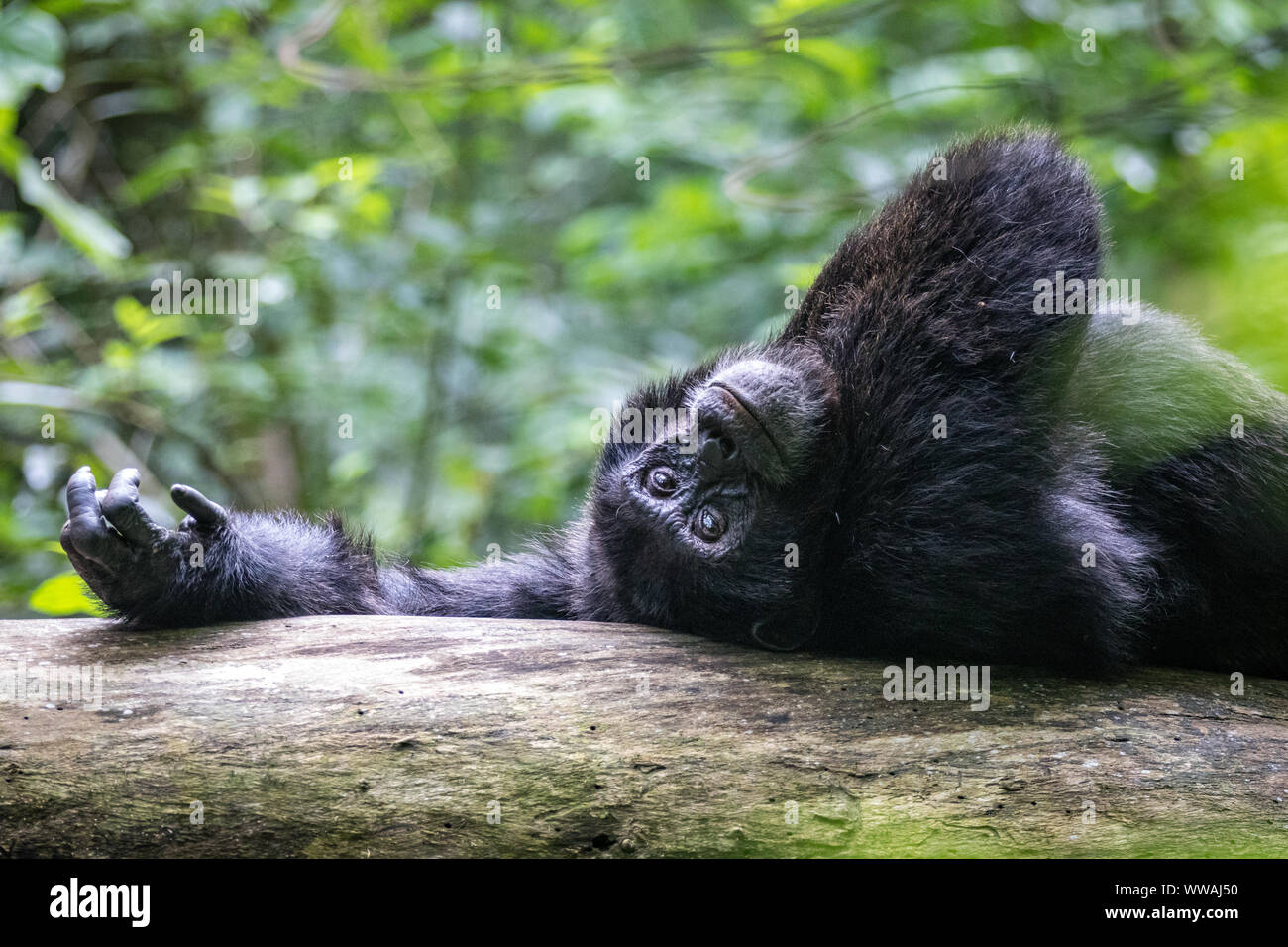 Portrait of male chimpanzee (Pan troglodytes) resting on tree trunk in Kibale National Park, Uganda Stock Photo