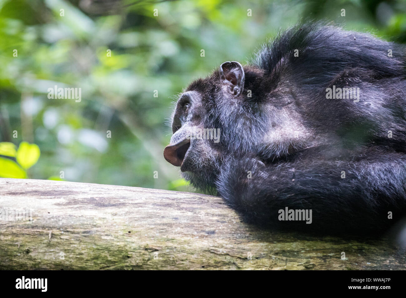 Portrait of male chimpanzee (Pan troglodytes) resting on tree trunk in Kibale National Park, Uganda Stock Photo