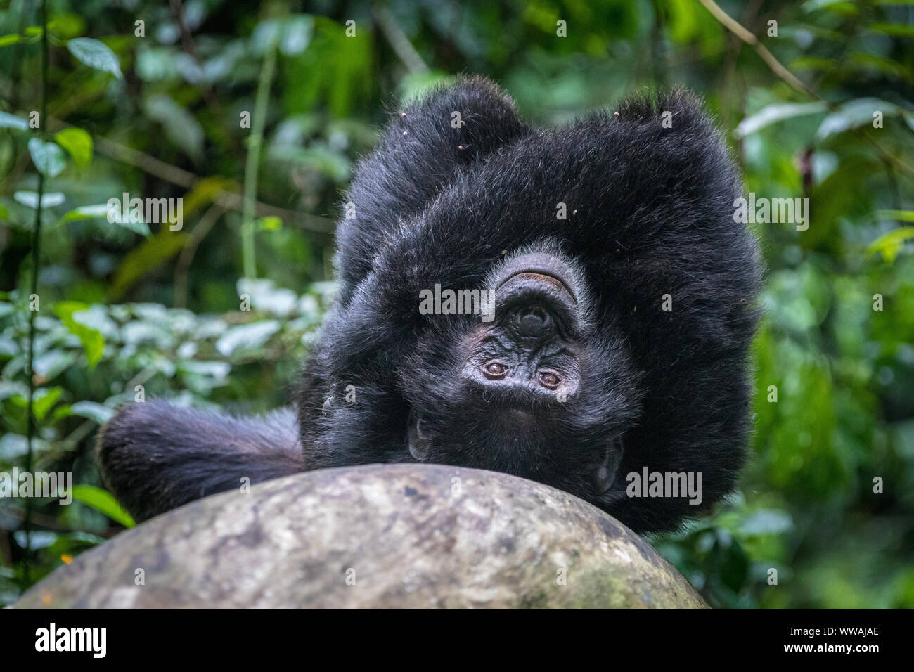 Portrait of male chimpanzee (Pan troglodytes) resting on tree trunk in Kibale National Park, Uganda Stock Photo