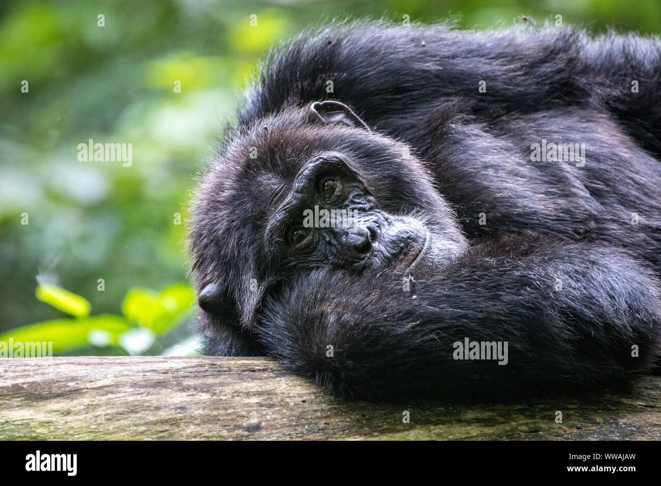 Portrait of male chimpanzee (Pan troglodytes) resting on tree trunk in Kibale National Park, Uganda Stock Photo