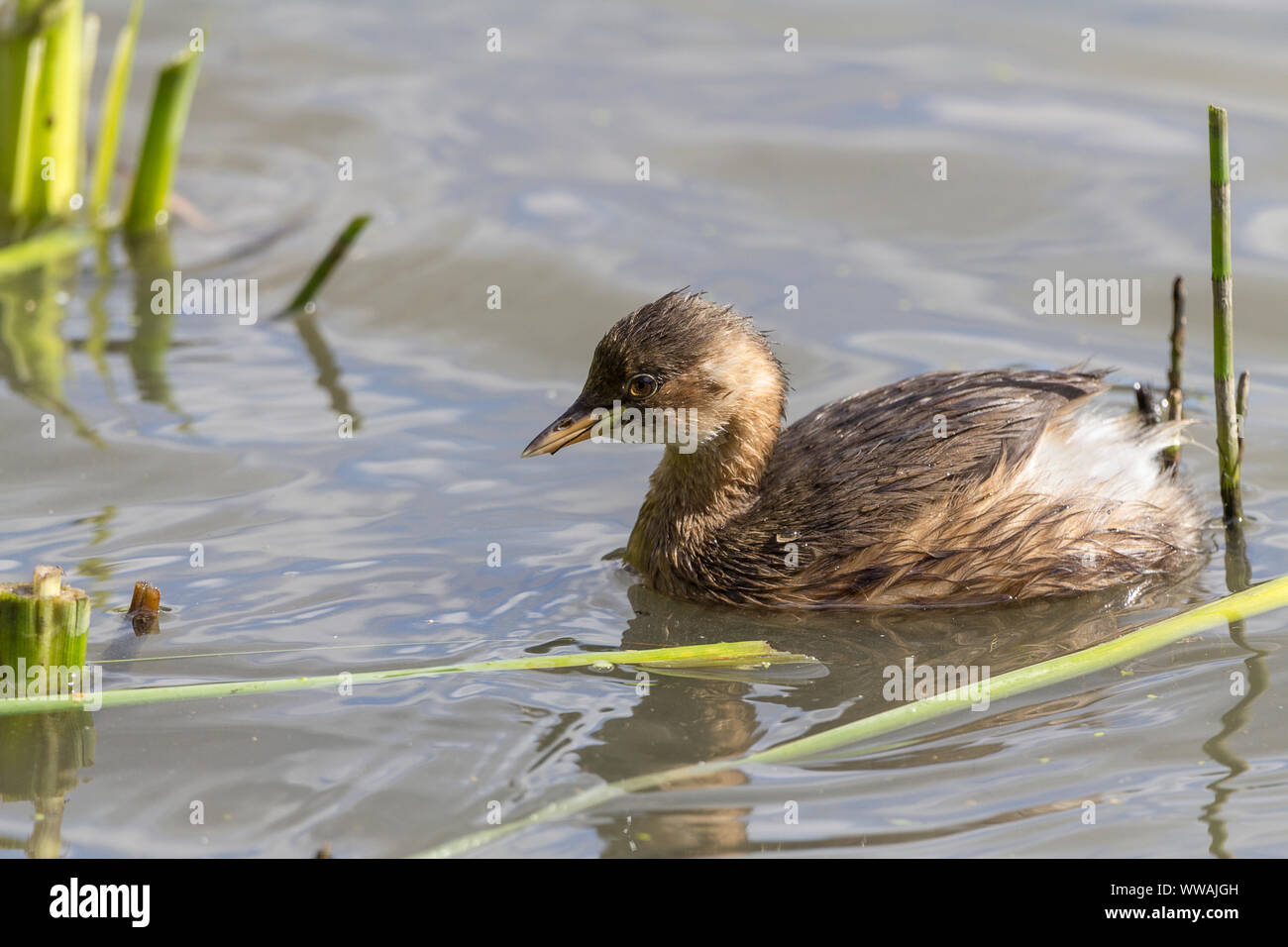 Little grebe (Tachybaptus ruficollis) young wetland diving bird small and  dumpy with small bill and powder puff tail. Pale patch at base of bill. Stock Photo