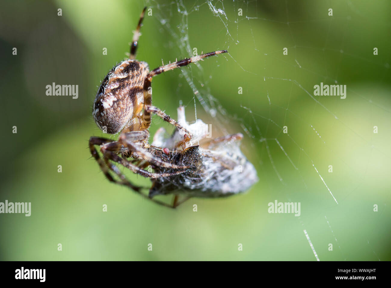 Garden spider (Araneus diadematus) large light brown with light and dark markings and a white cross on large abdomen eight striped legs seen with prey Stock Photo
