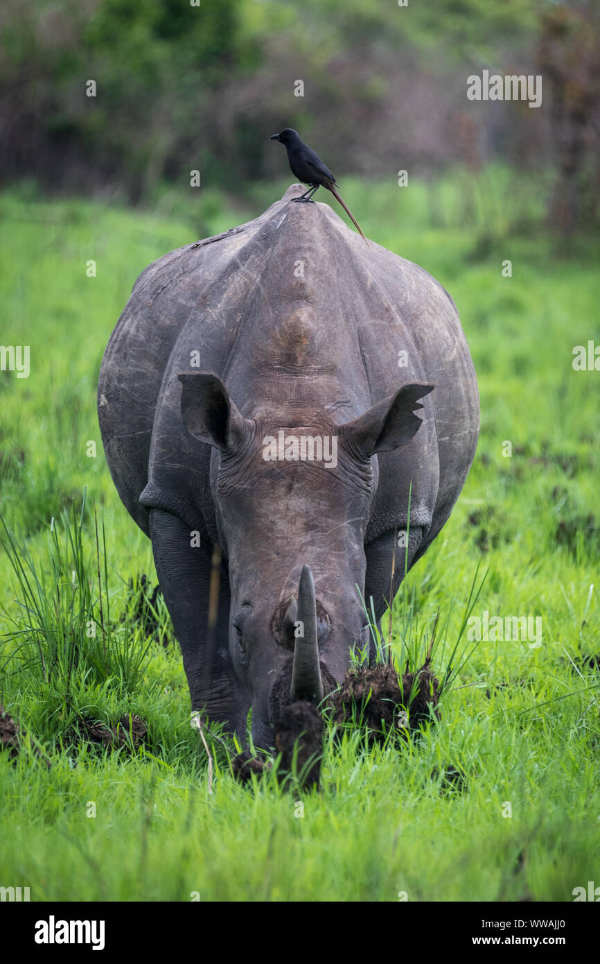 Southern white rhinoceros (Ceratotherium simum simum) seen during safari in Ziwa Rhino Sanctuary, Uganda Stock Photo