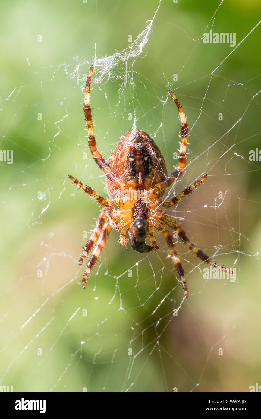 Garden spider (Araneus diadematus) large light brown with light and dark markings and a white cross on large abdomen eight striped legs seen on web Stock Photo