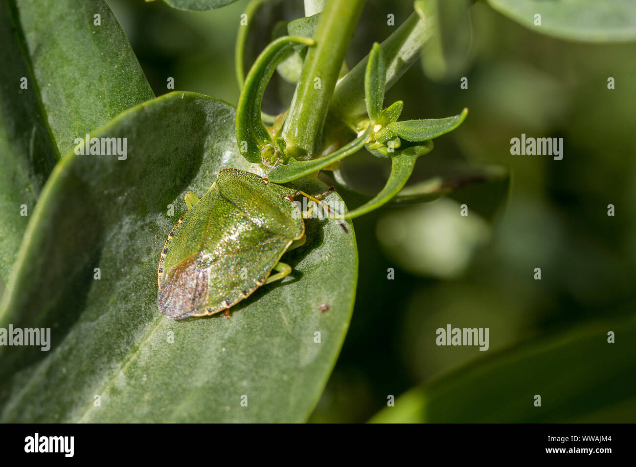 Green shield bug (Palomena prasina) stippled in tiny black dots, tip of wings dark, oval shape outline. Shield shape green bug on vegetation in garden Stock Photo