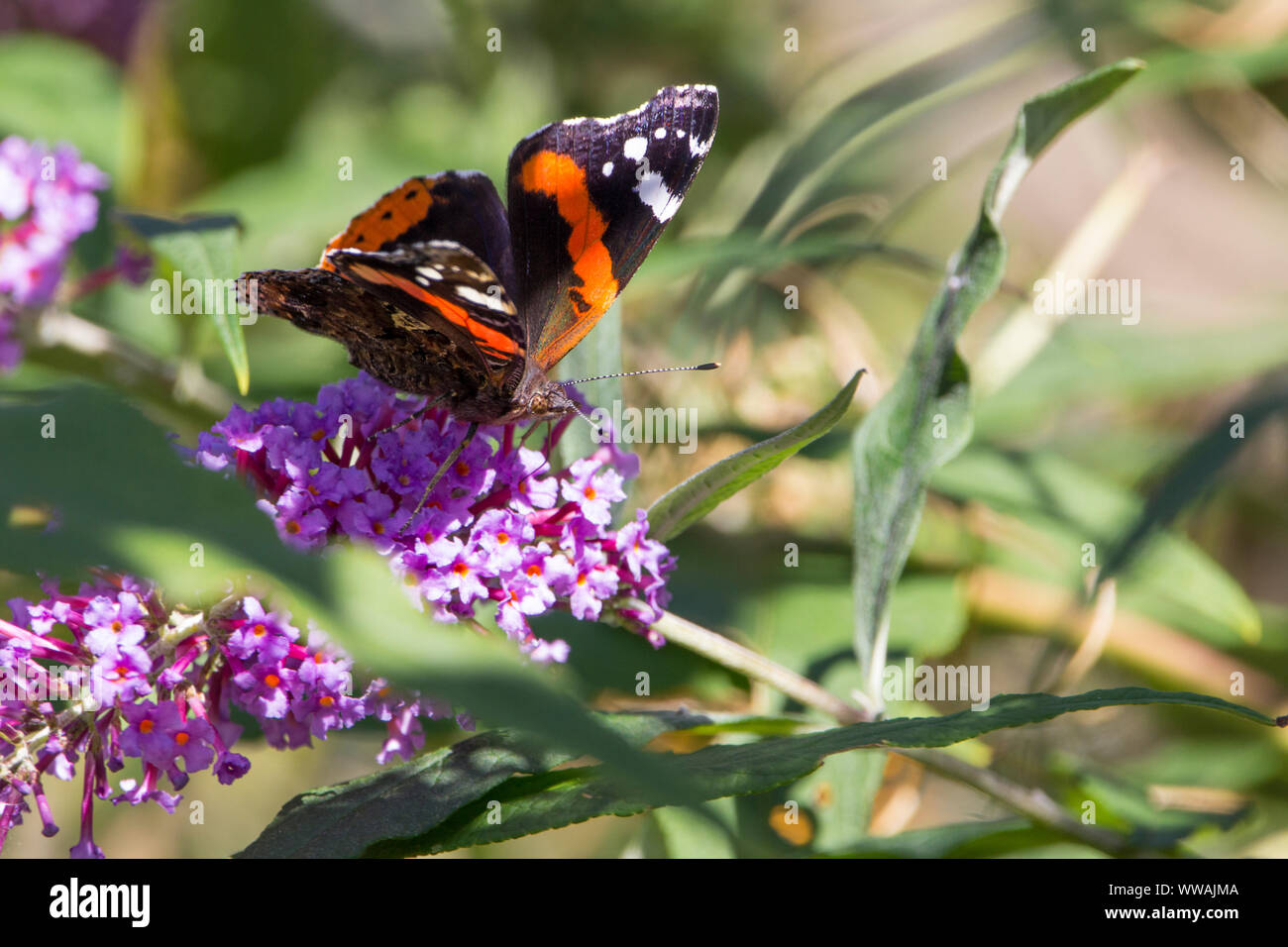 Red admiral butterfly (Vannessa atalanta) red bands on  black background and white markings on forewings  feeding on nectar from buddleia Stock Photo