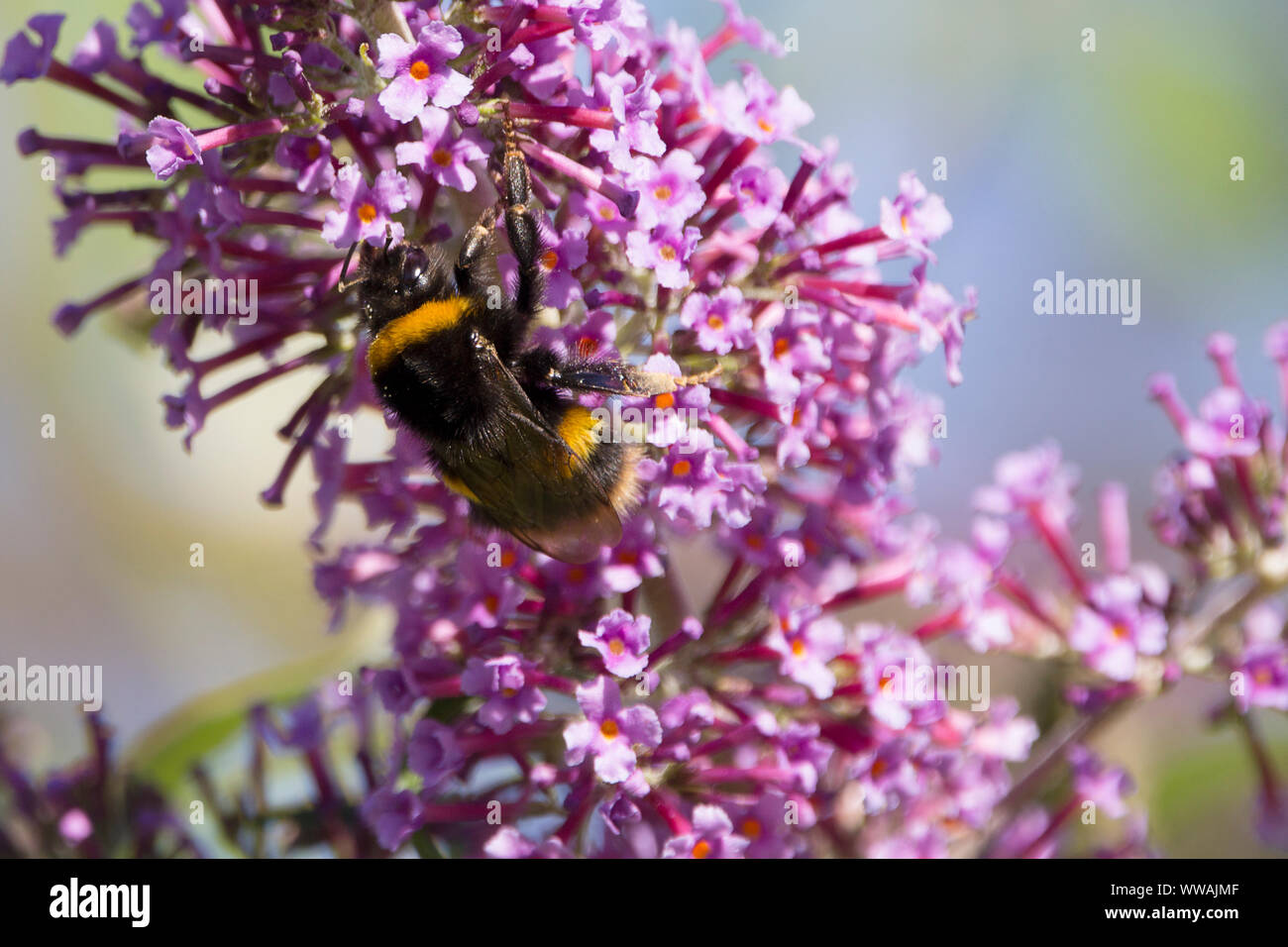 Large garden bumble bee hi-res stock photography and images - Alamy