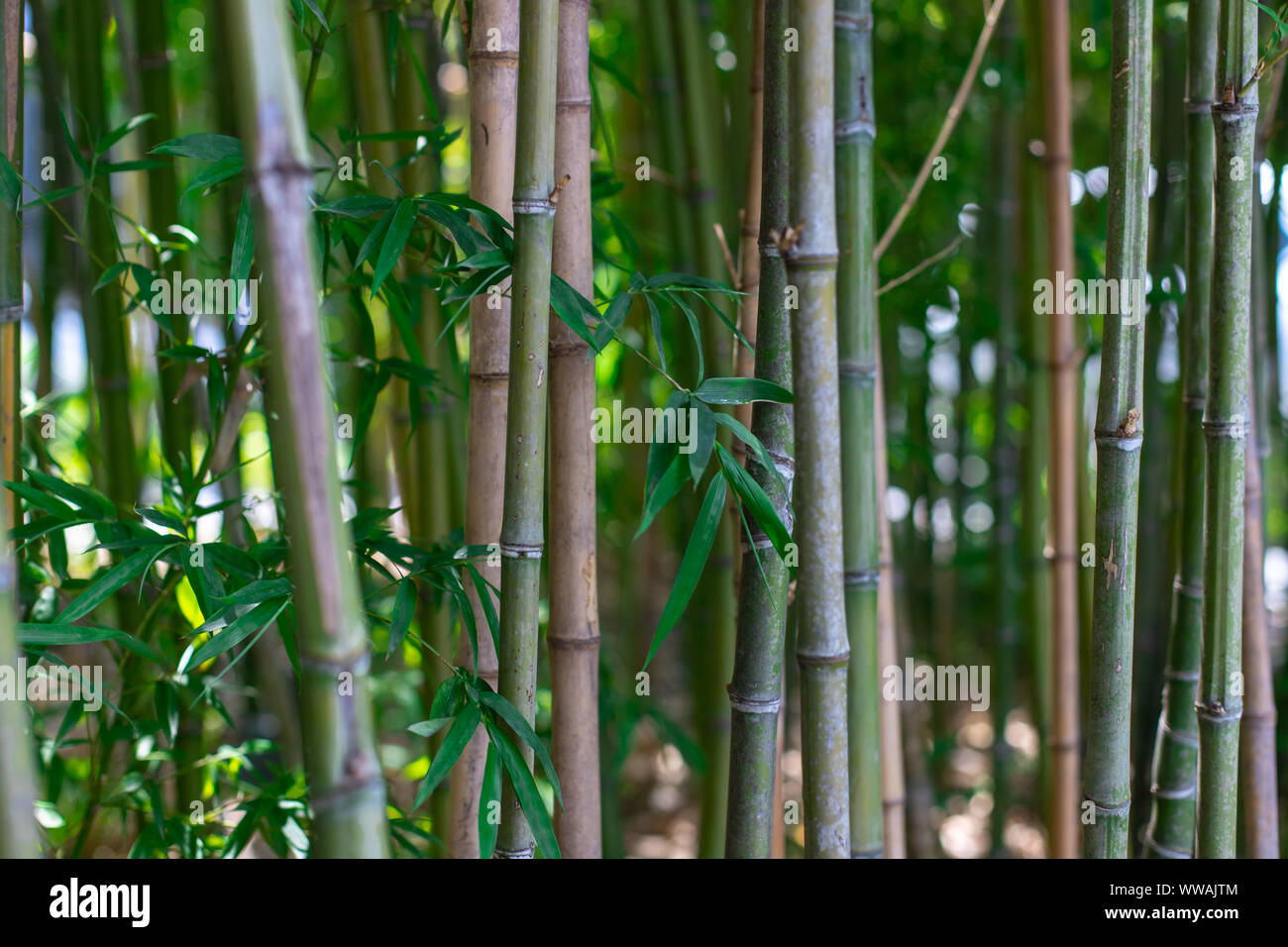 Bamboo stalks closeup hires stock photography and images Alamy