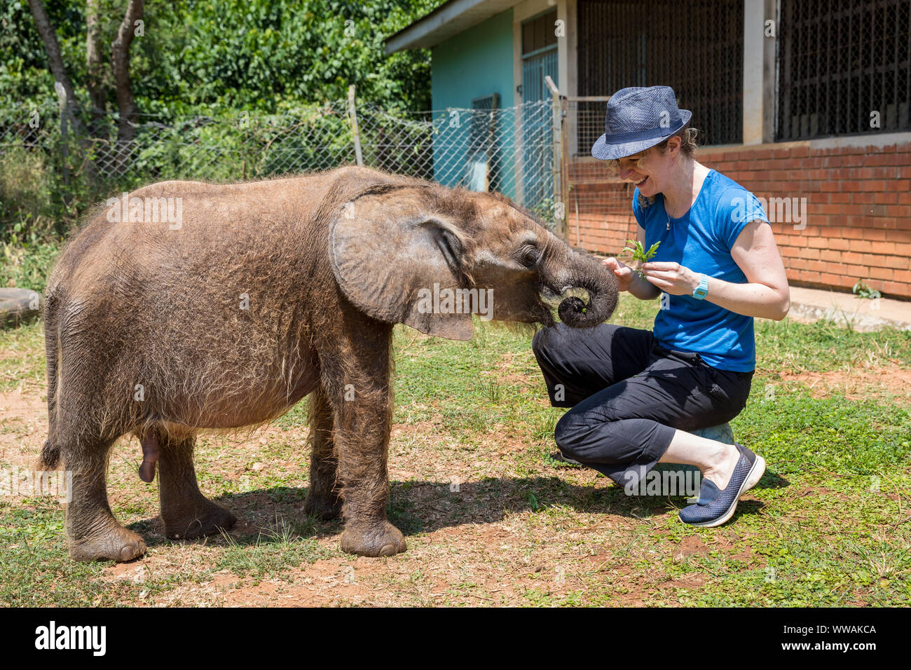 Woman wearing fedora feeding elephant calf in Uganda Wildlife Education Centre, Entebbe, Uganda Stock Photo