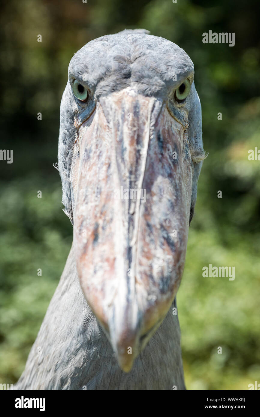 Portrait of shoebill (Balaeniceps rex) stork with scratched beak, Entebbe, Uganda Stock Photo