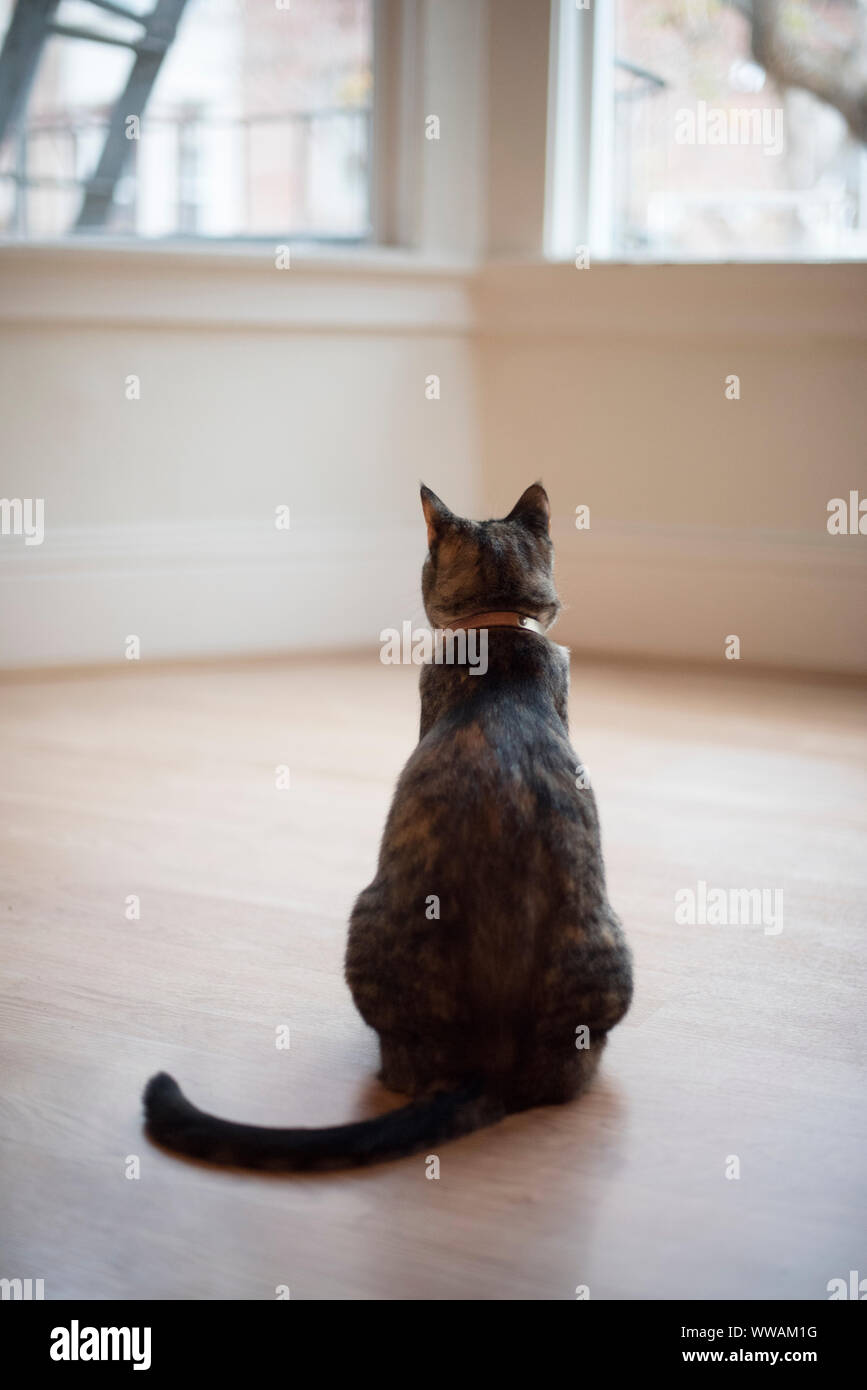 San Francisco, California - November 21, 2018: A tabby house cat wearing a pink collar sits in an empty apartment in Nob Hill, San Francisco. Stock Photo
