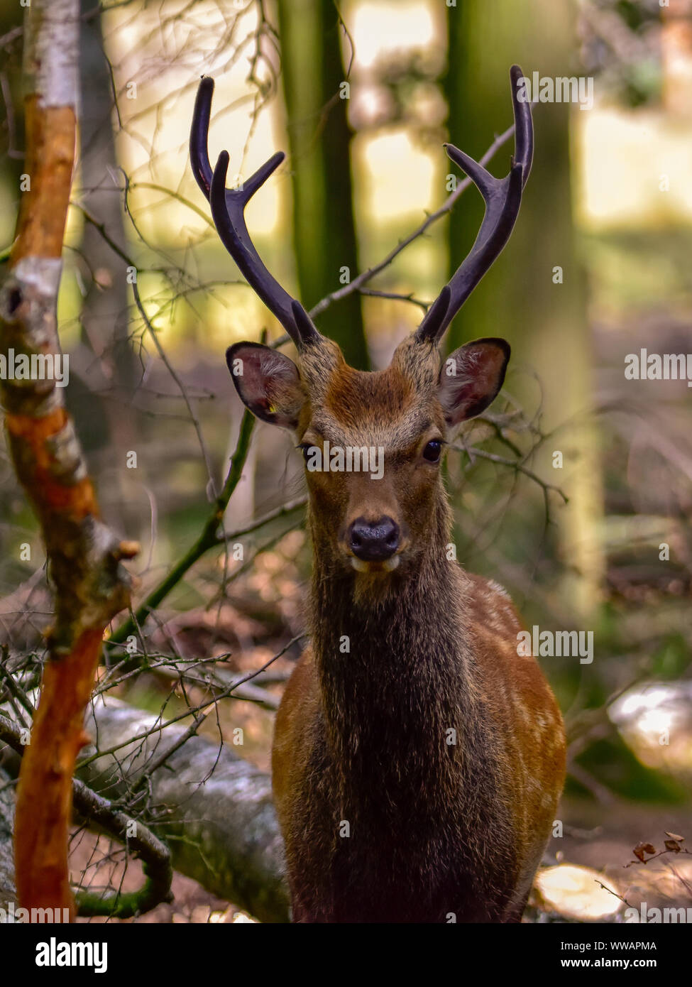 Capital fallow deer hi-res stock photography and images - Alamy