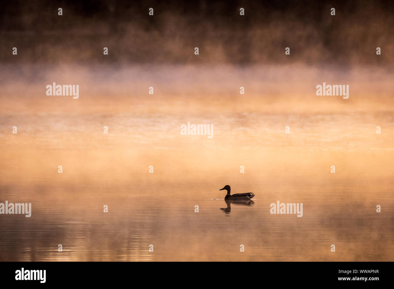 Golden mist over lake in the morning with silhouette of duck mallard Stock Photo