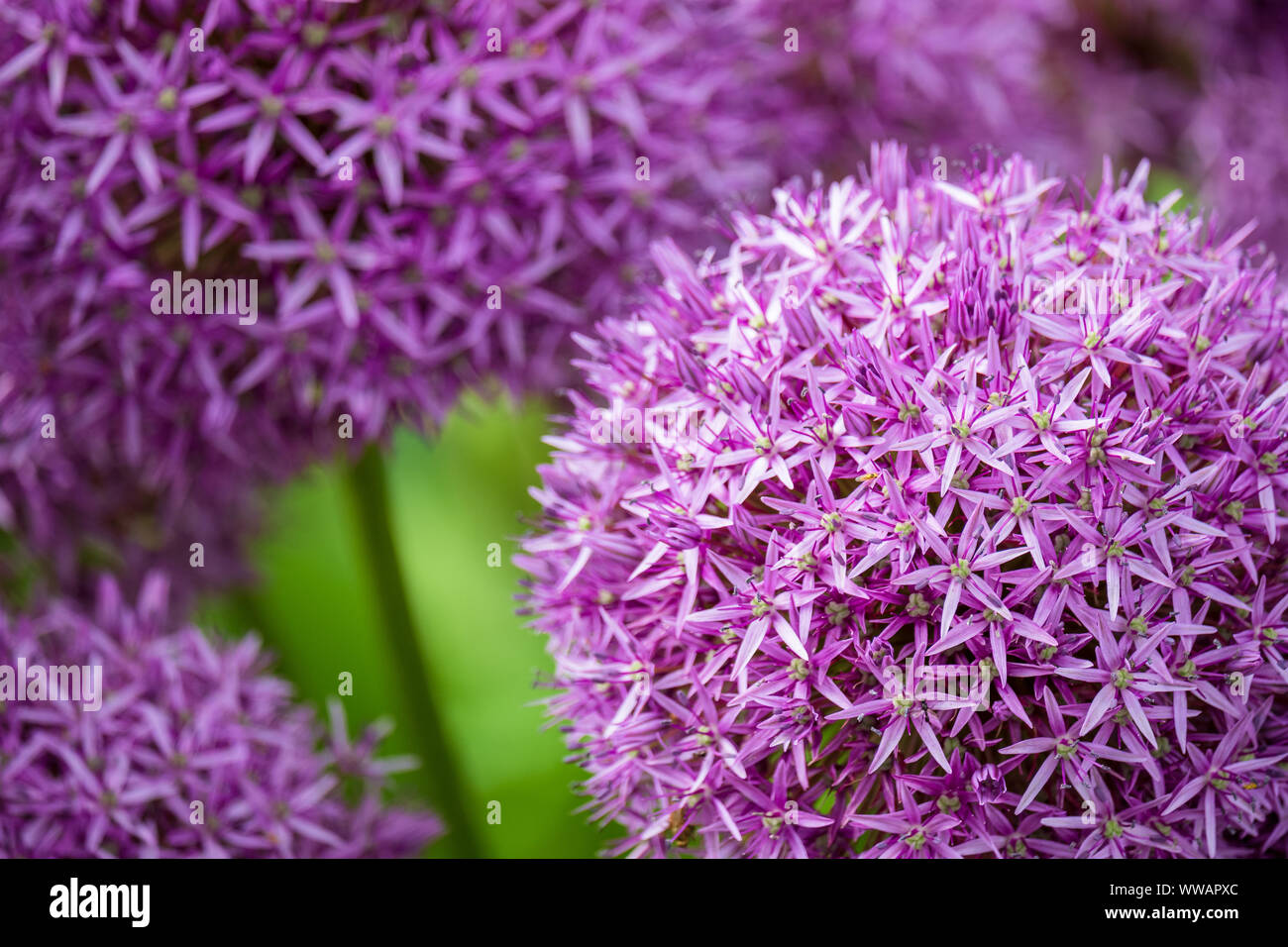Cloesup of Flowers of blooming purple drumstick Allium in Garden Stock Photo