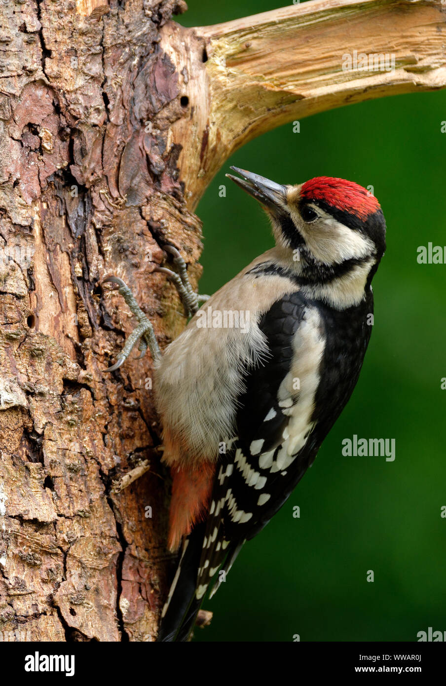 Closeup of Great spotted woodpecker Dendrocopos major female climbing on a tree trunk with green background Stock Photo