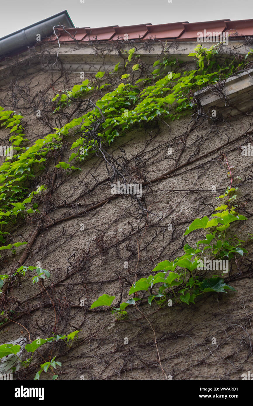 Wall Of The Building With Climbing Greenery In The Friedrichshain District Of Berlin Germany Stock Photo Alamy