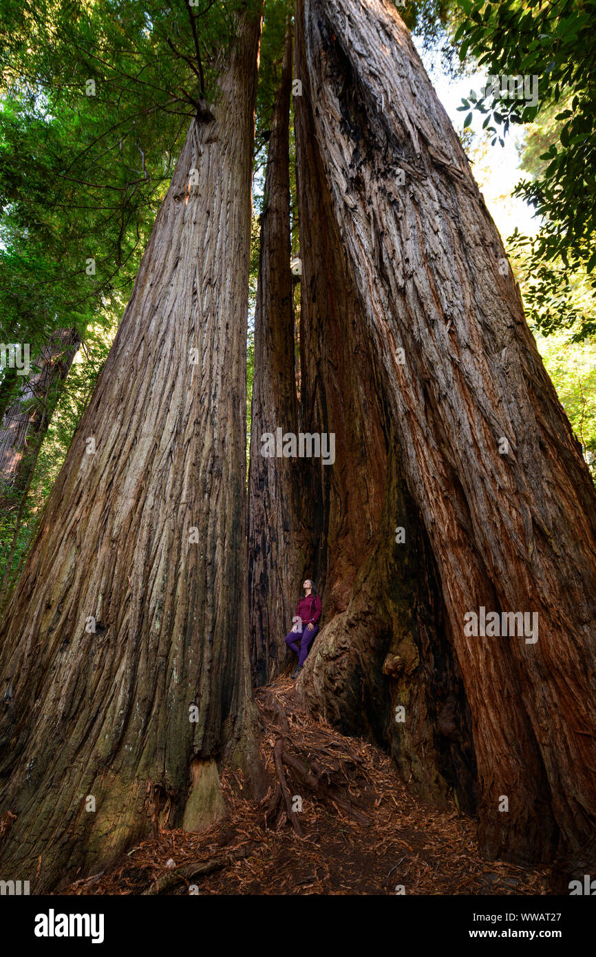 A woman inside a giant Sequoia and redwood trees, some of the largest trees on earth, along the California Coast at the Redwoods National and state pa Stock Photo