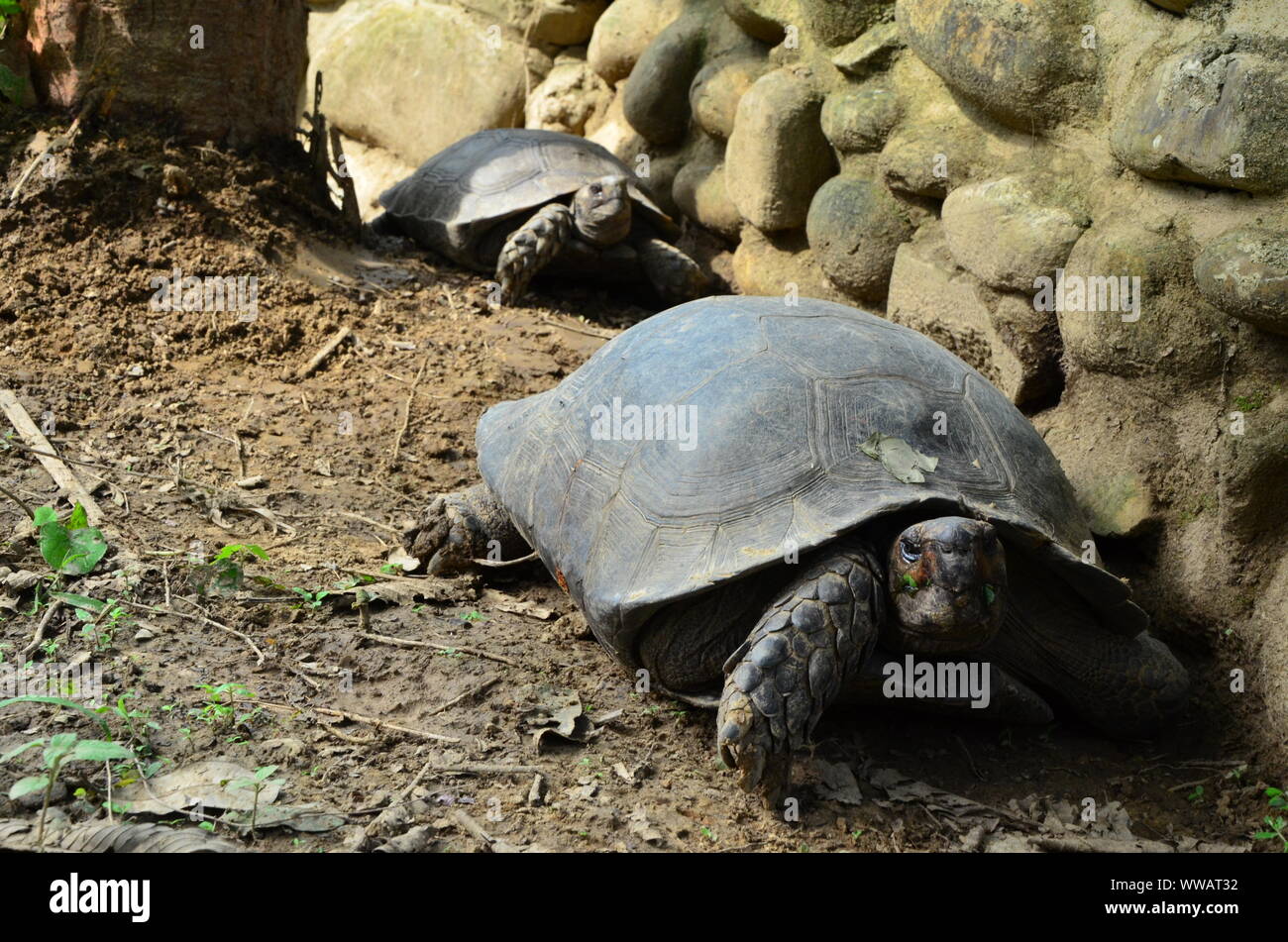 Tortoise at Nagaland Zoological Park in Rangapahar, Nagaland, India Stock Photo