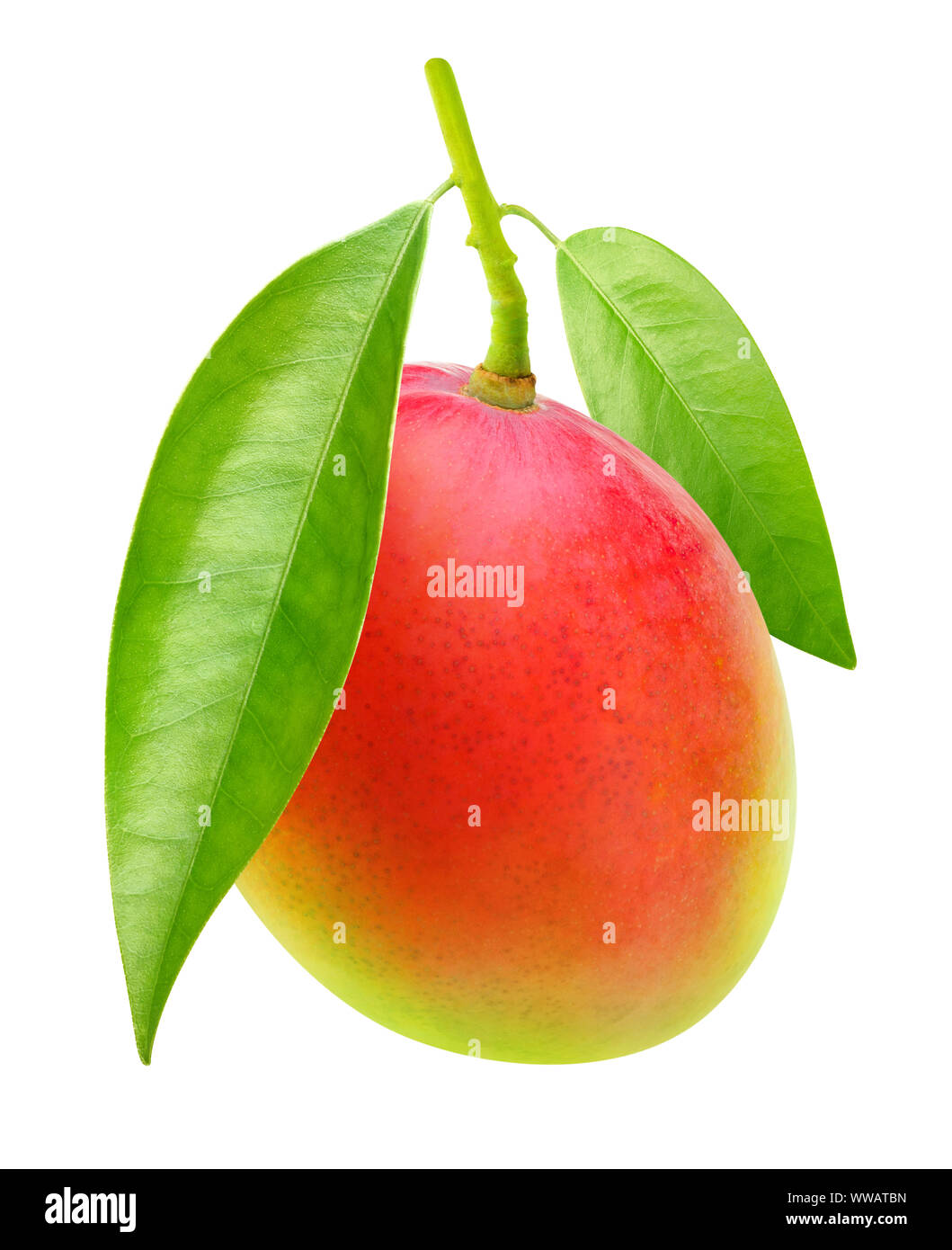 Isolated mango. One red green mango fruit hanging on a tree branch with leaves isolated on white background with clipping path Stock Photo