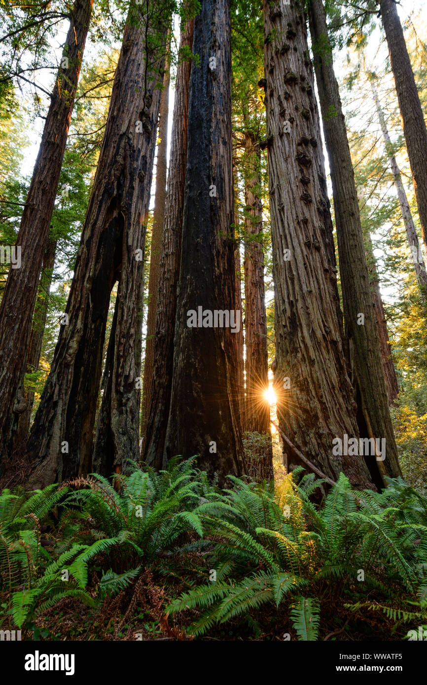 The sun sets through giant Sequoia and redwood trees, some of the largest trees on earth, along the California Coast at the Redwoods National and stat Stock Photo