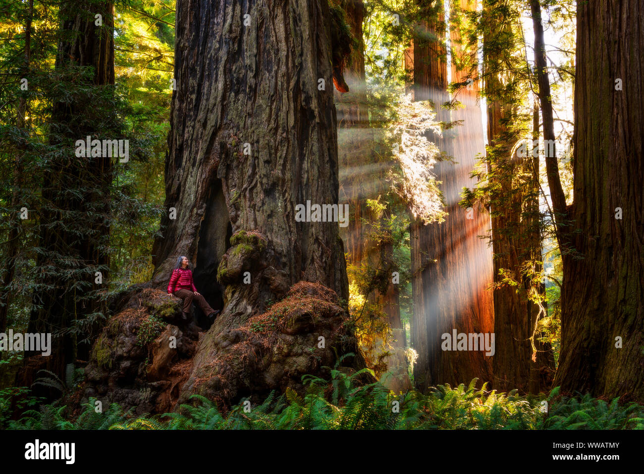 A woman inside a giant Sequoia and redwood trees with sun beams coming through the trees along the California Coast at the Redwoods National and state Stock Photo