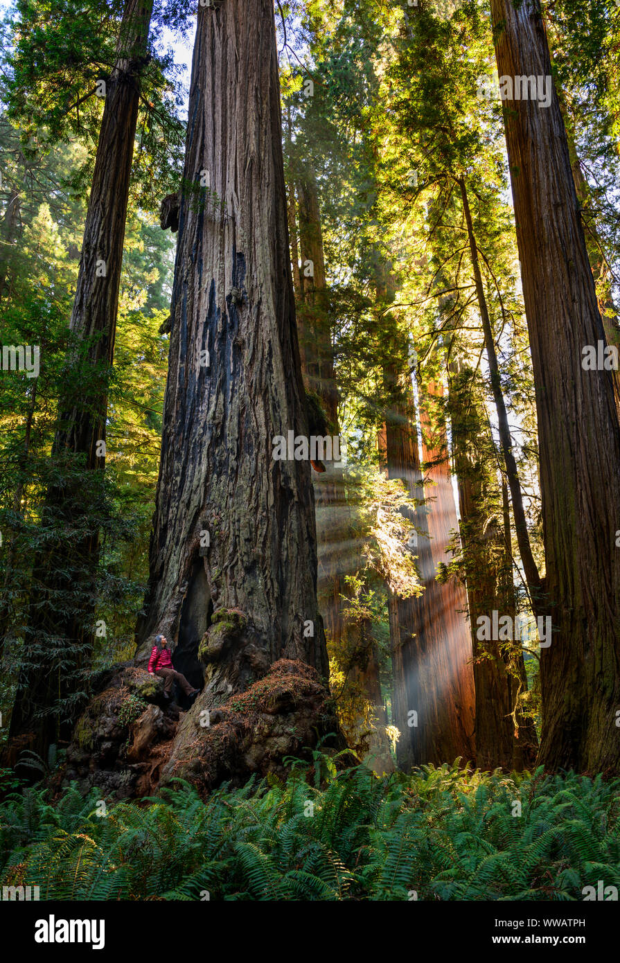 A woman inside a giant Sequoia and redwood trees with sun beams coming through the trees along the California Coast at the Redwoods National and state Stock Photo