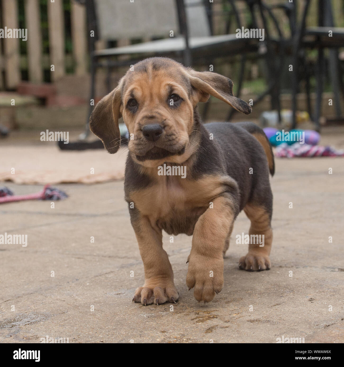 cute bloodhound puppies