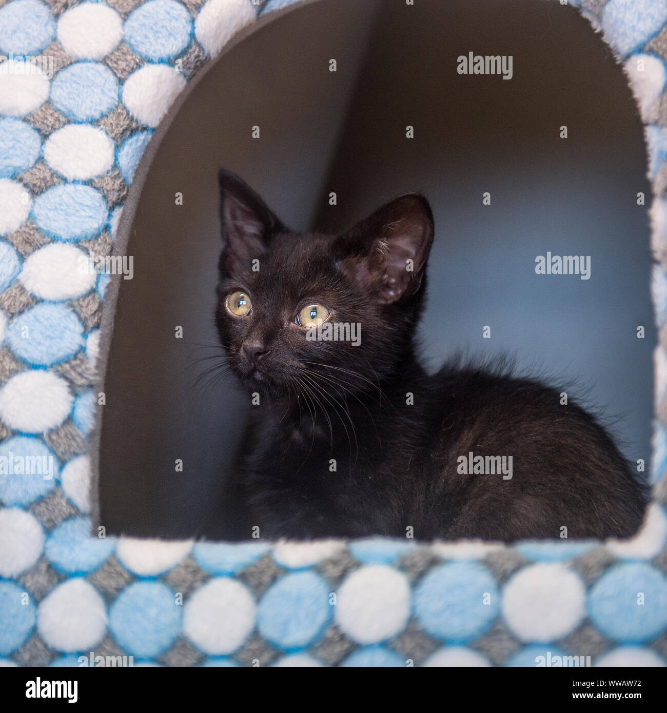 black kitten Stock Photo