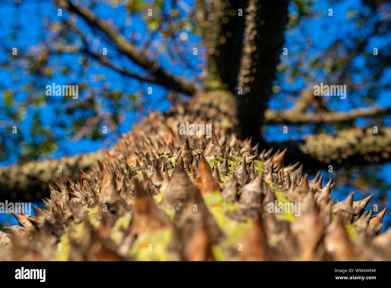 Close Up Of The Silk Floss Tree Bark Ceiba Species With Blurred Canopy And Blue Sky Barcelona Spain Stock Photo Alamy Close Up Of The Silk Floss Tree Bark Ceiba Species With Blurred Canopy And Blue Sky Barcelona Spain Stock Photo Alamy