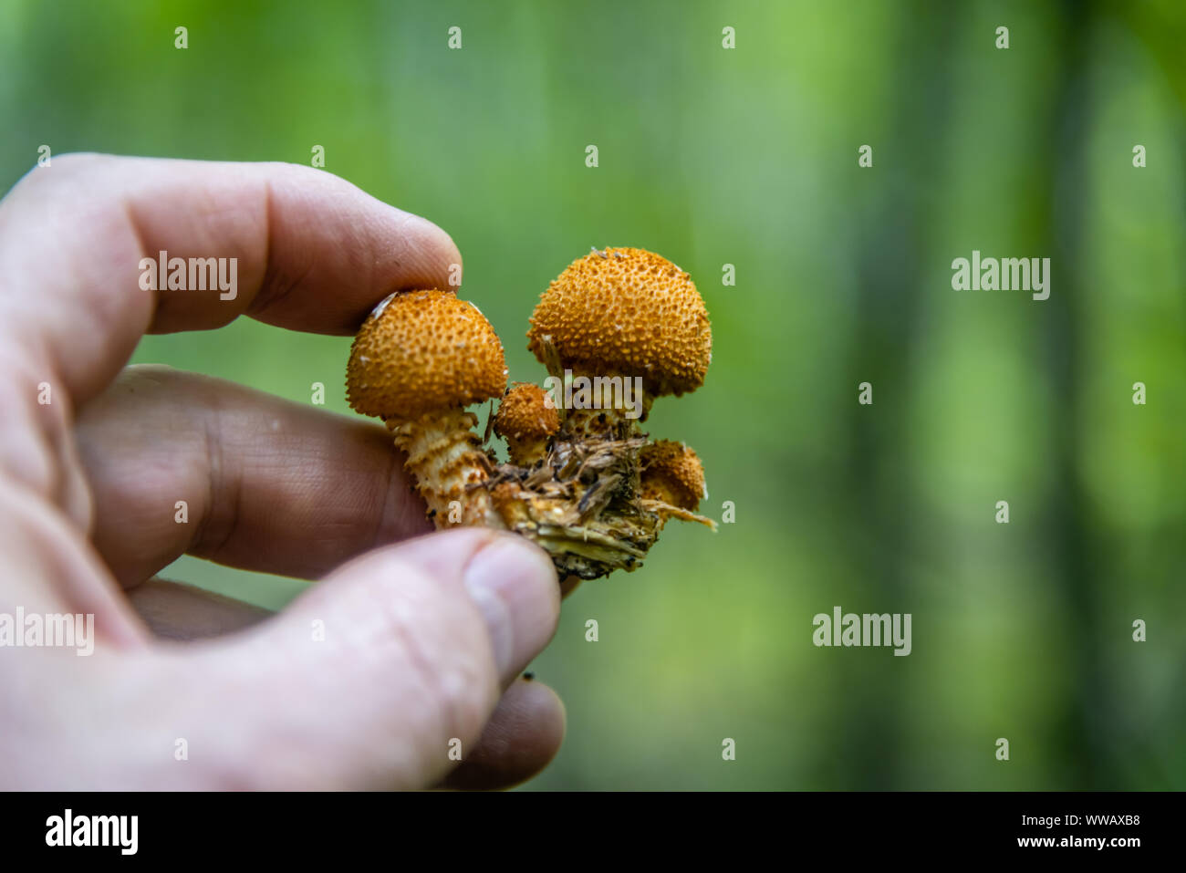 Honey Agaric mushrooms grow on tree in autumn forest. Stock Photo