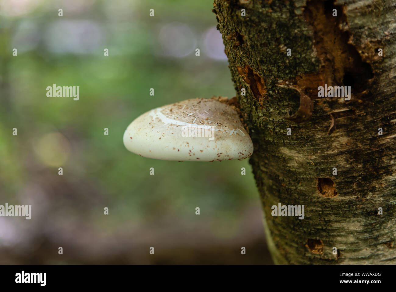 Forest mushrooms growing on the trees, Polyporaceae Stock Photo