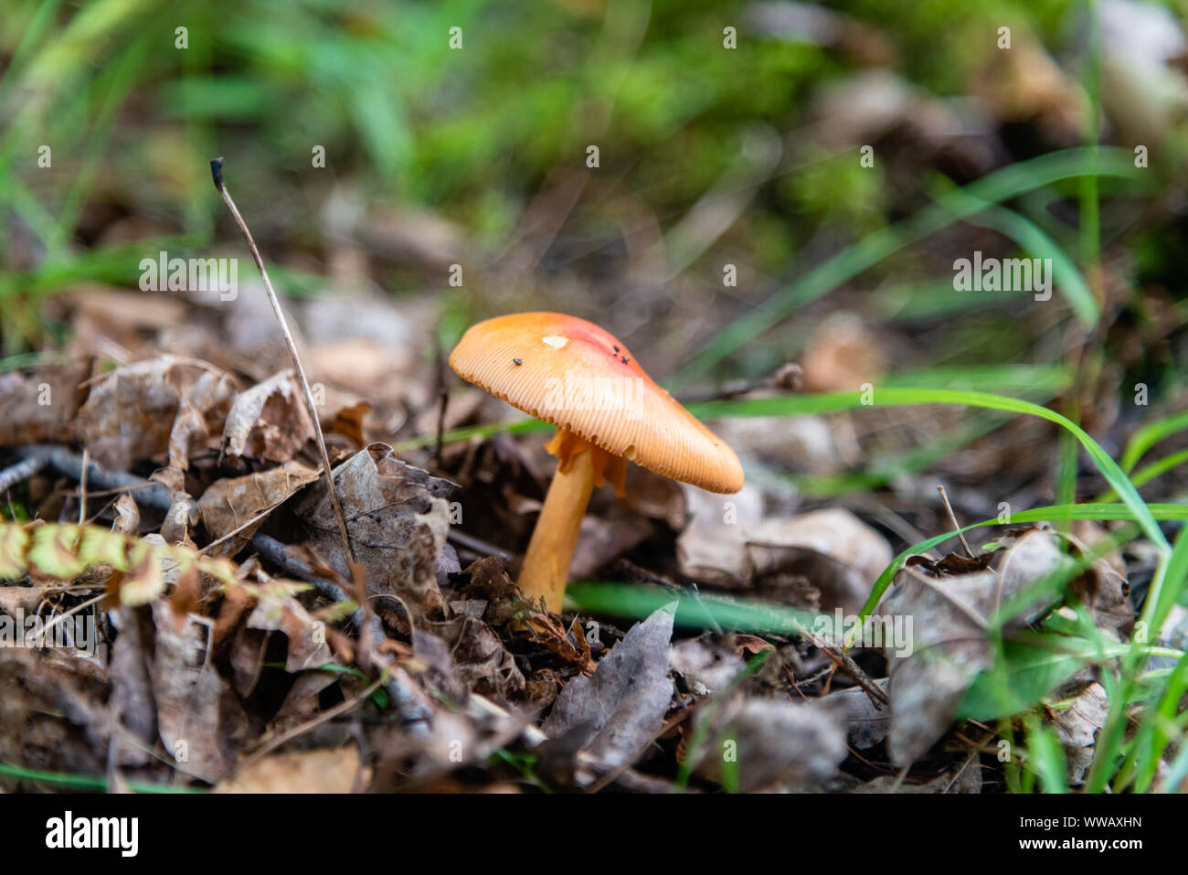 Poisonous mushrooms in the forest Stock Photo