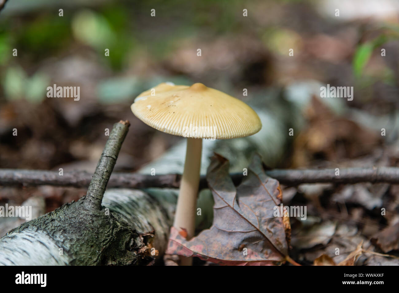 Poisonous mushrooms in the forest Stock Photo