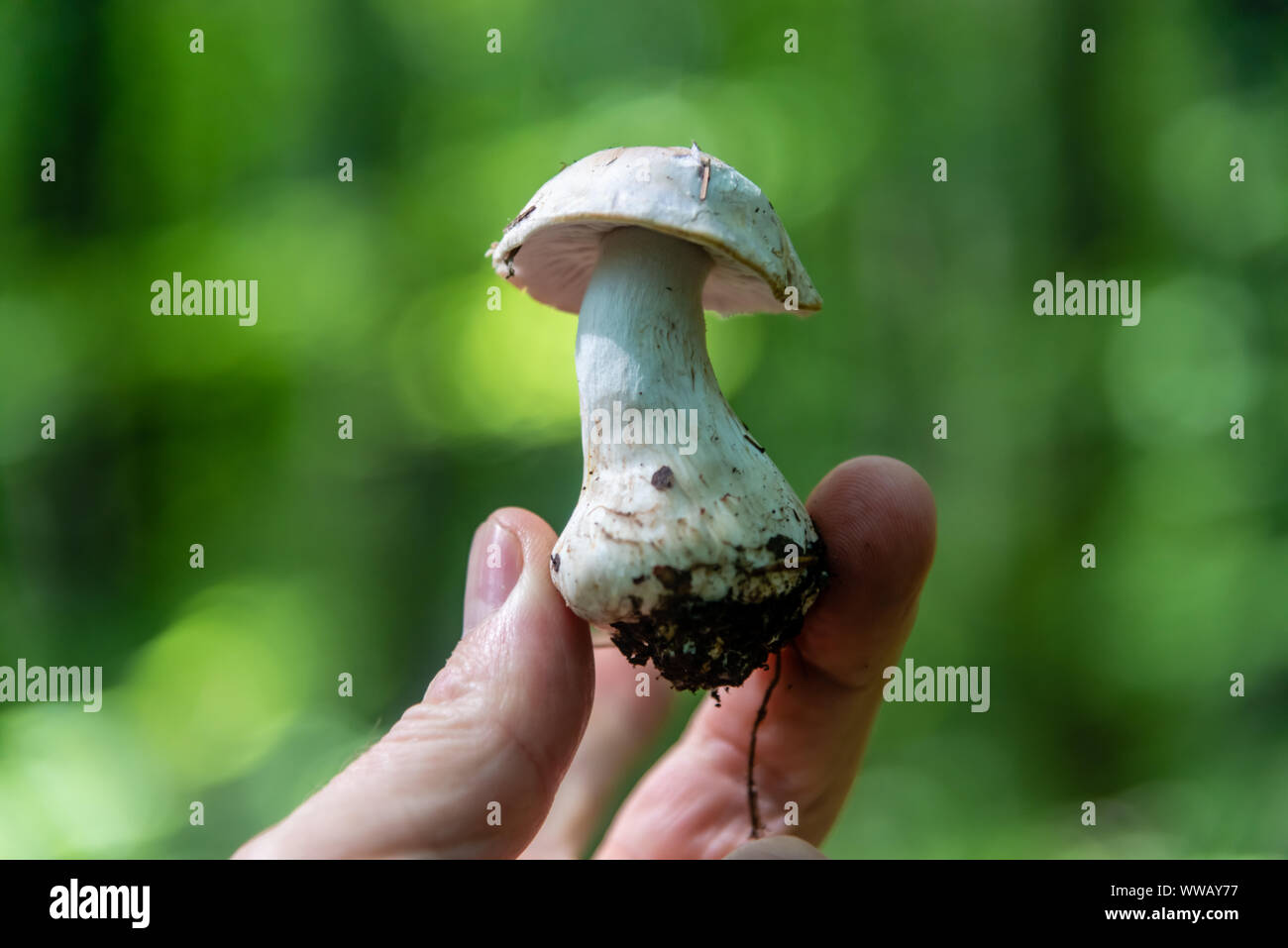 Calocybe gambosa or St George's Mushroom Stock Photo