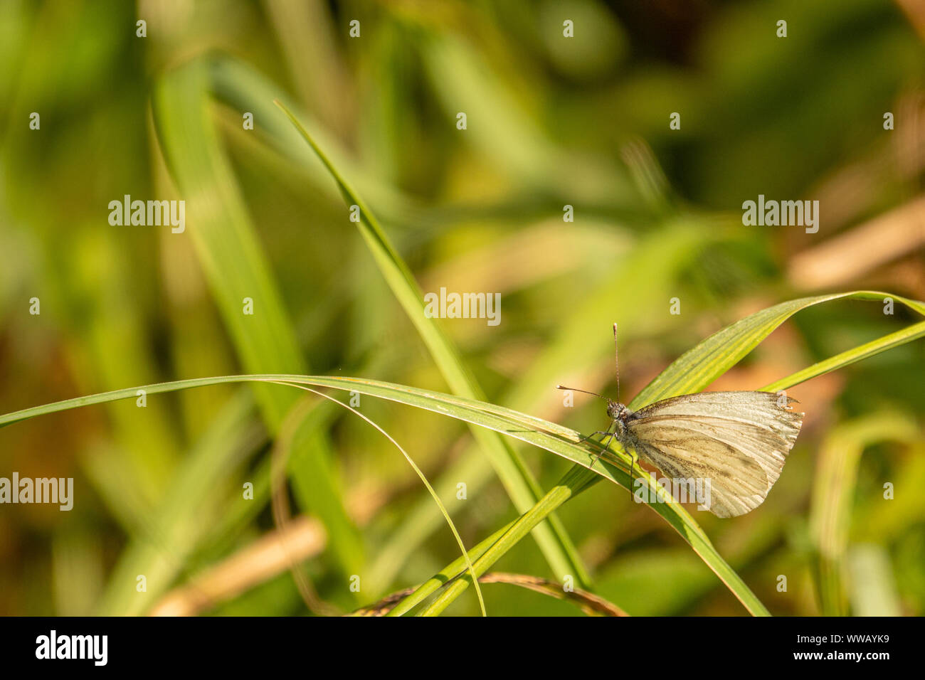 a close-up of a white butterfly sitting on a green blade of grass in ...