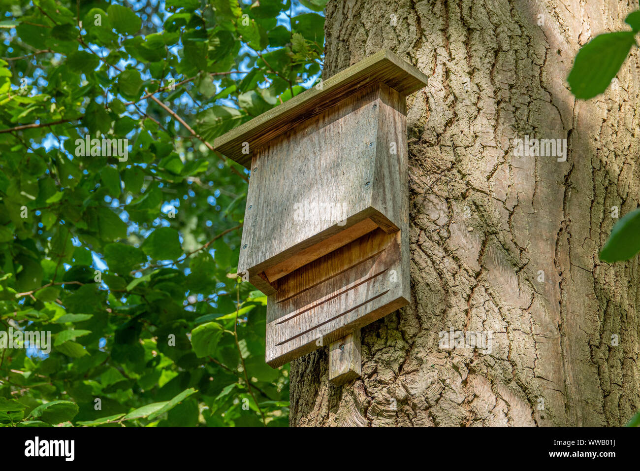 Tree Hosting Insect on a tree in the forest, conservationists have put up an insect hotel ...