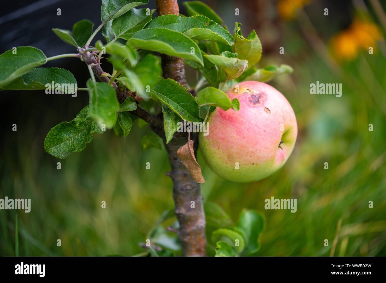 a big red  apple on a very small apple tree Stock Photo