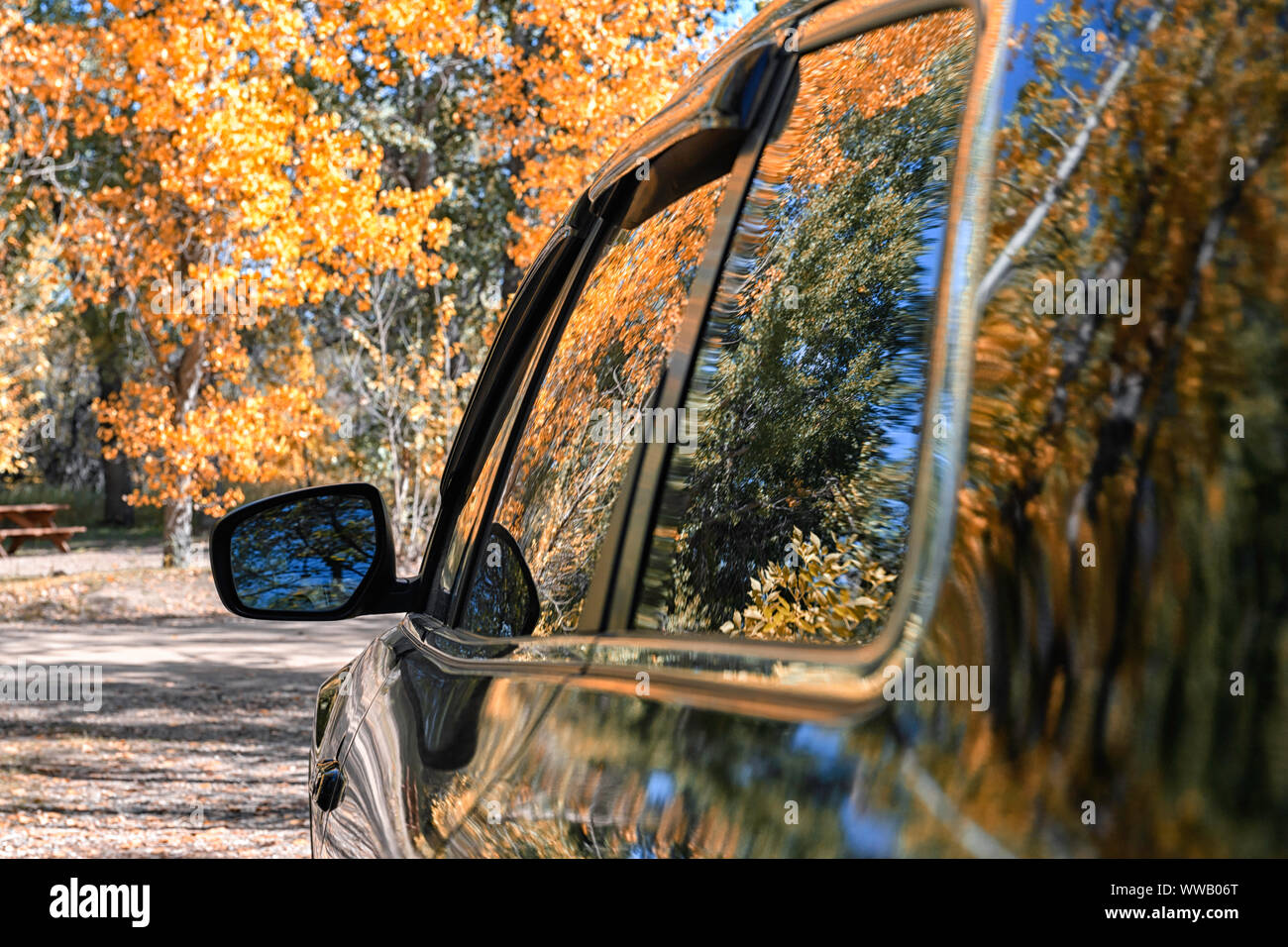 Autumn leaves and trees reflected on the side windows and body of an