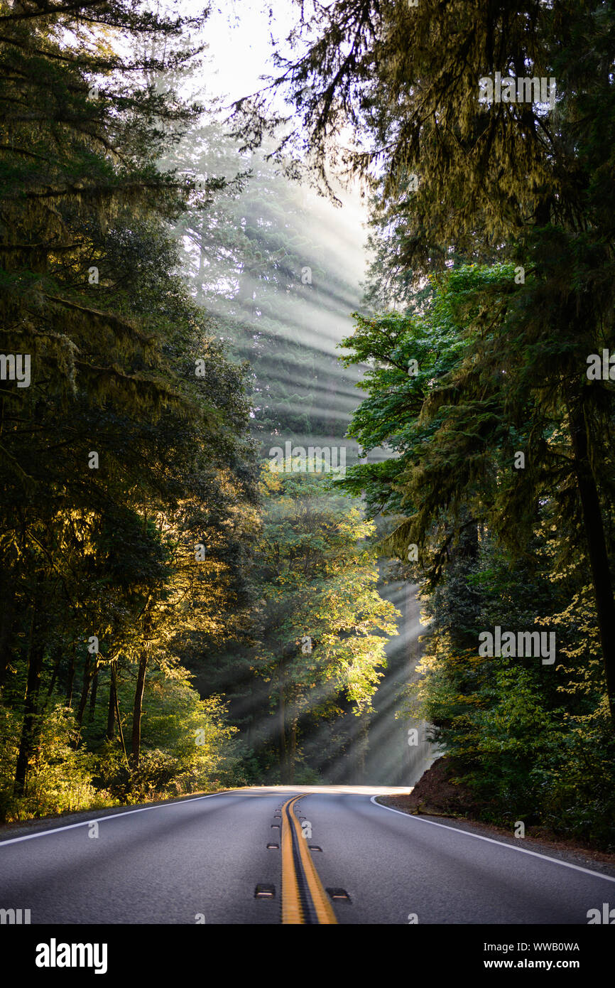 A road through groves of giant Sequoia and redwood trees with sun beams coming through the trees along the California Coast at the Redwoods National a Stock Photo