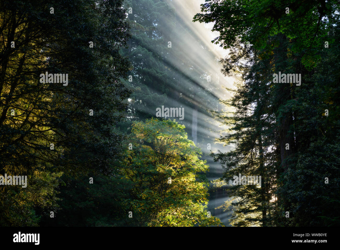 A road through groves of giant Sequoia and redwood trees with sun beams coming through the trees along the California Coast at the Redwoods National a Stock Photo