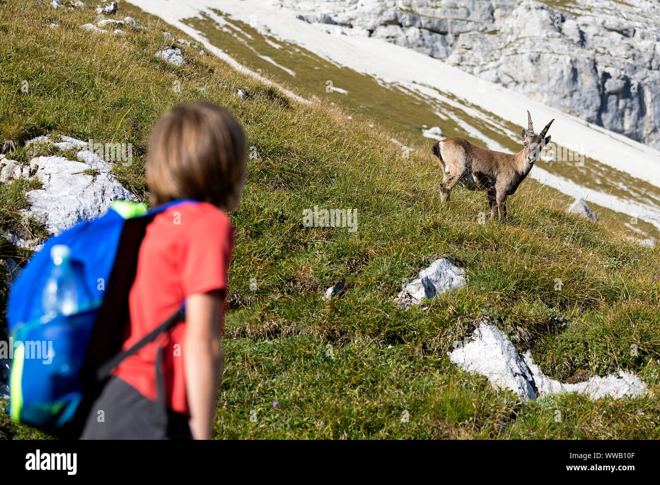 alpine deer backpack