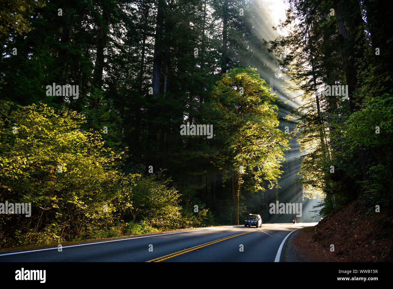 A road through groves of giant Sequoia and redwood trees with sun beams coming through the trees along the California Coast at the Redwoods National a Stock Photo