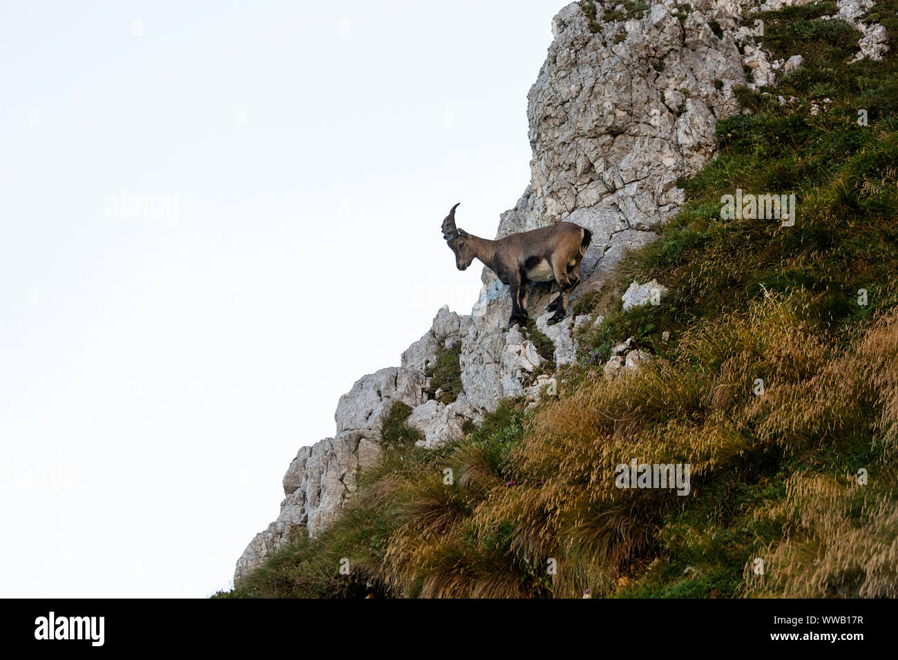 Male alpine capricorn Capra ibex standing on a rock on a steep mountain, Montasio, Italy Stock Photo