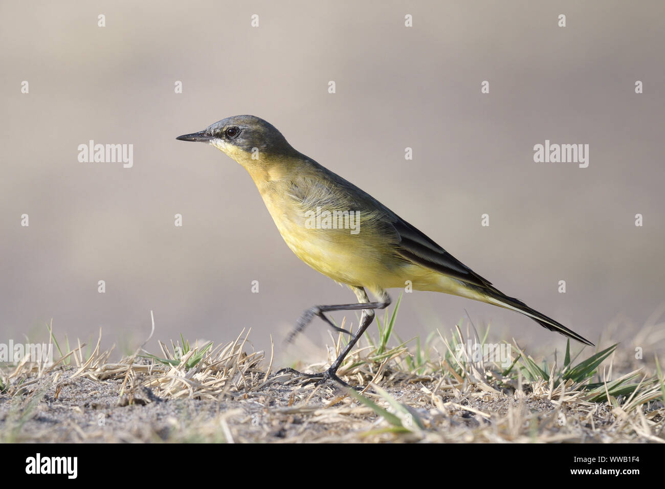 The Yellow Wagtail bird. Stock Photo