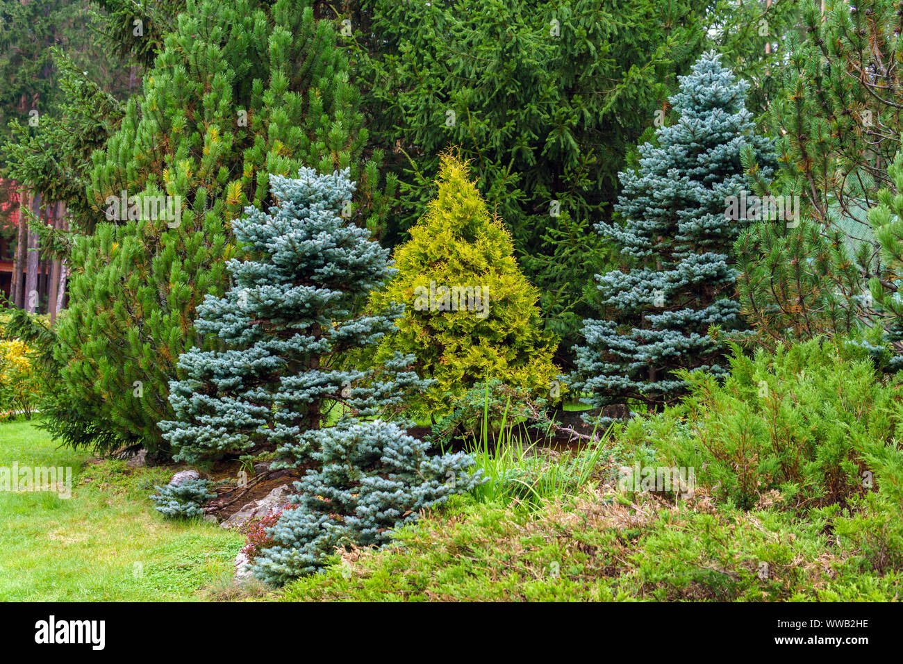 group of different conifers used in landscaping in park Stock Photo