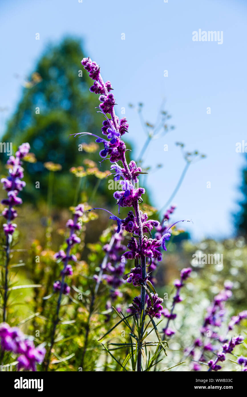 University of California at Santa Cruz, Arboretum Woolly Blue-curl Stock Photo